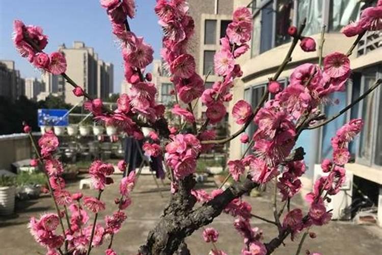 芝麻开花不结果是怎么了？请高人指点一二