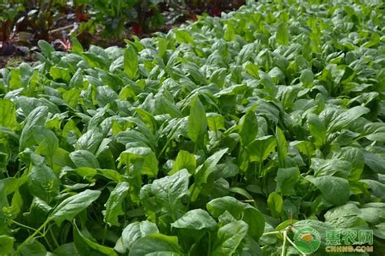 菠菜发芽后多久追肥