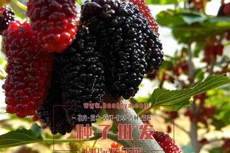 怎样提高叶面施肥的效果？