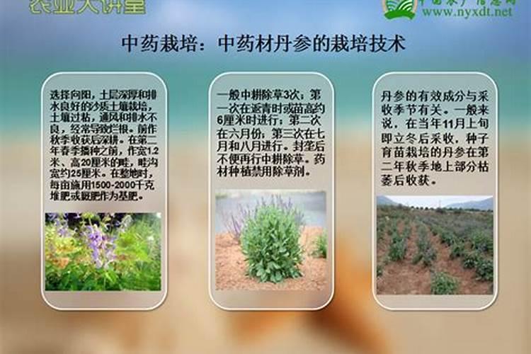 白露以后还能给丹参施肥吗？