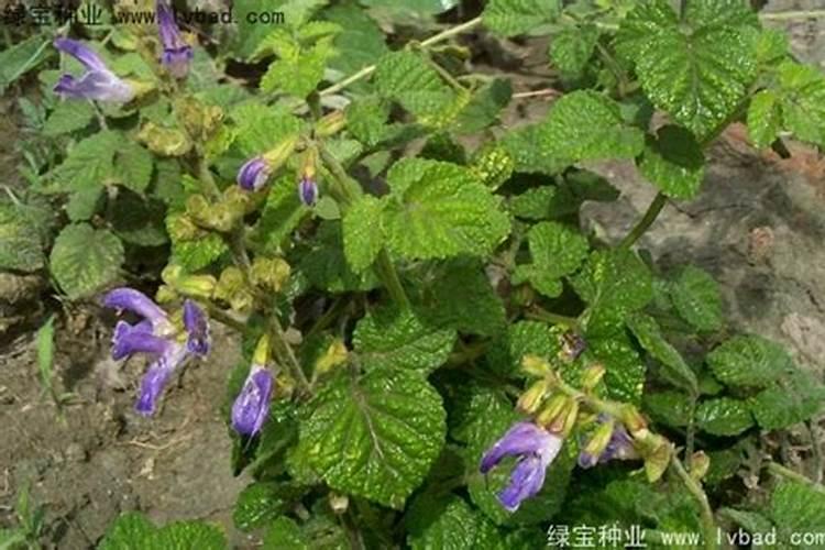 丹参底肥放什么肥好(底肥施用方法)