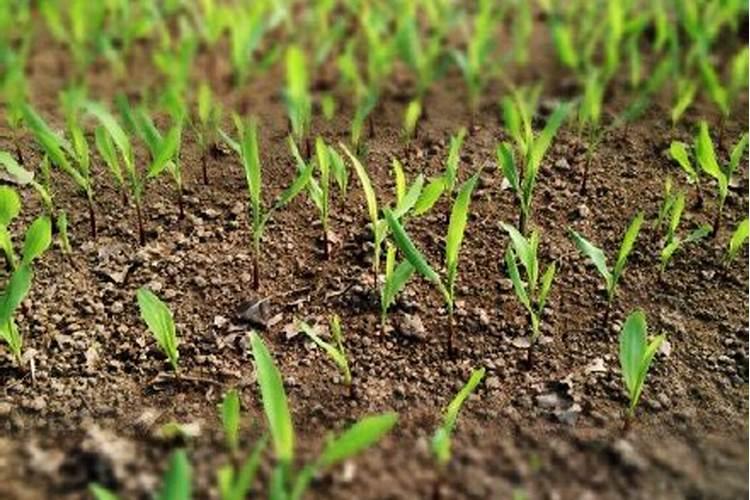 石楠苗要多长叶子用什么叶面肥好？