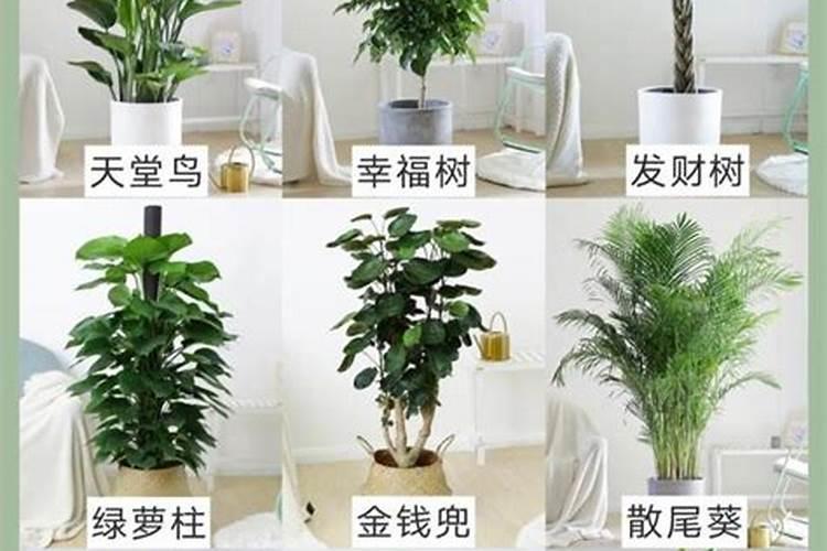 茶叶冬肥什么时间最好？