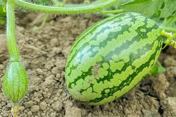 砂糖橘用什么肥料好