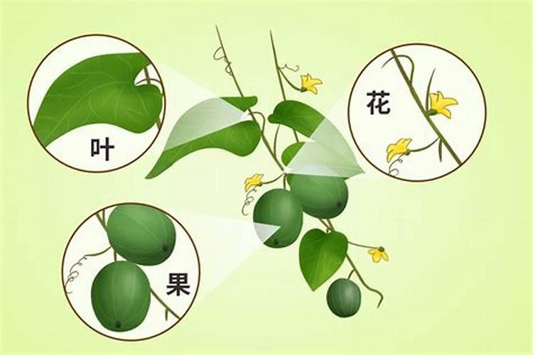 月季花施肥太多开花就少吗？