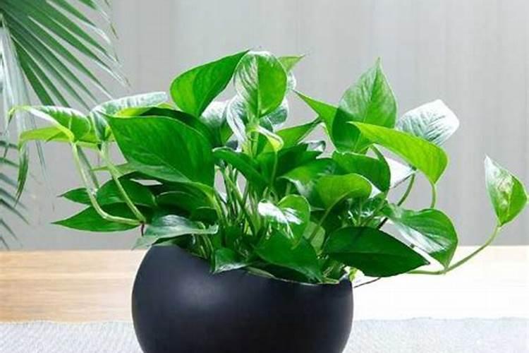 苹果控梢促花用什么好？腐植酸水溶肥有效果吗