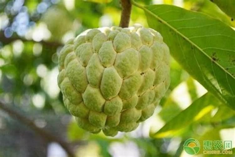 三种山药怎么种植方法,看看哪种适合你!