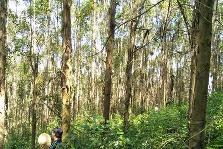 氮磷钾复合肥是什么肥料