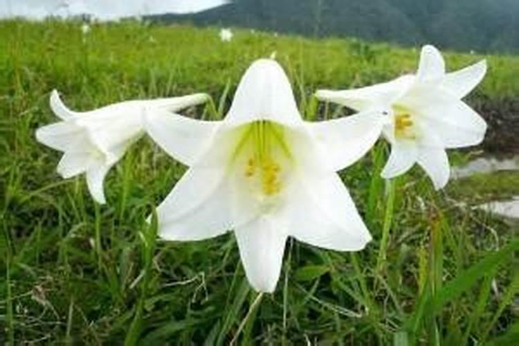 发酵水果皮属于氮肥吗