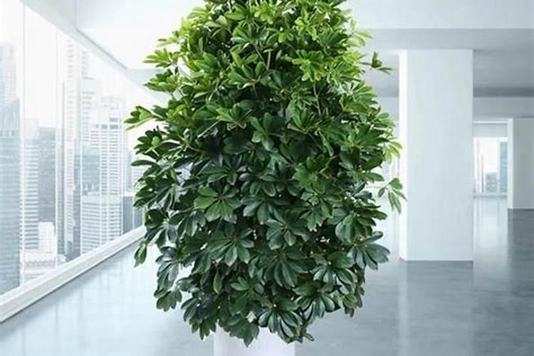 招财树用什么肥料好怎么施？