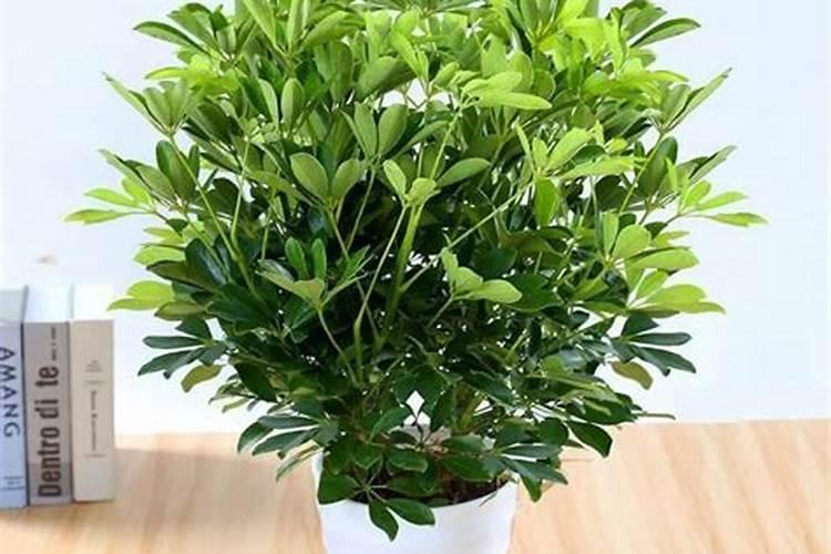 招财树适合哪些肥料