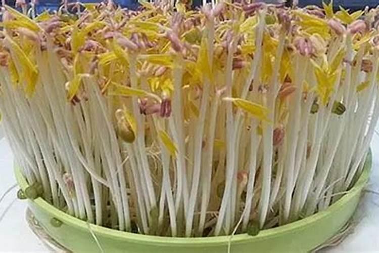 绿豆基肥用什么肥好