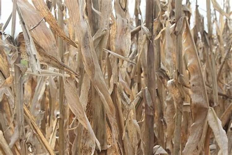 草莓碧护使用方法