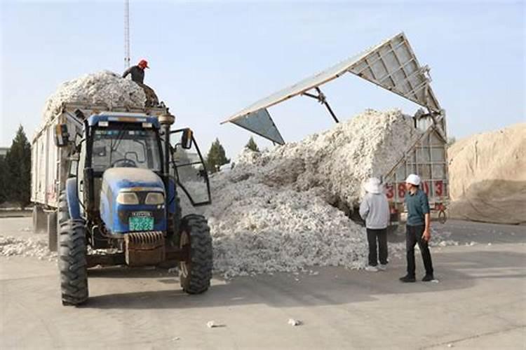 种子方面的股票有哪些