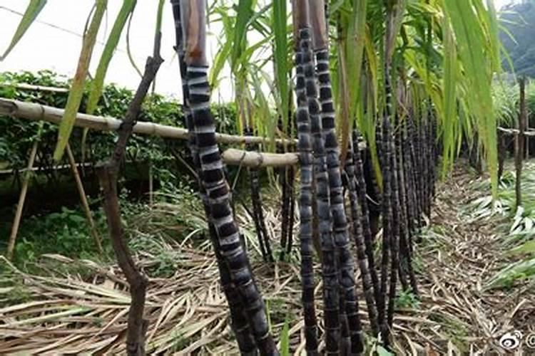 种植黑皮甘蔗,怎么样管理好？