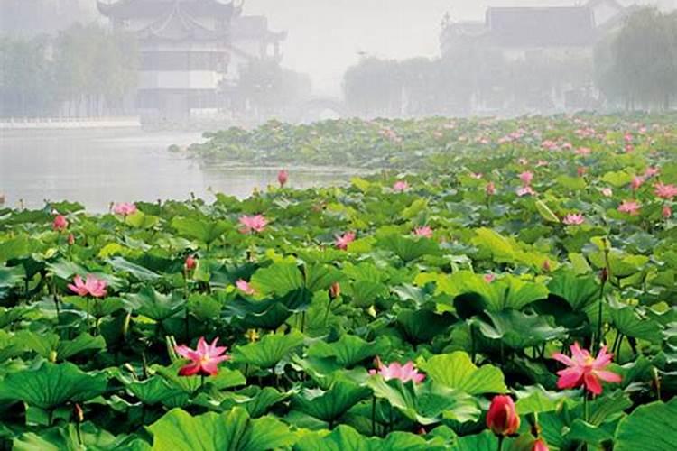 去年十月移栽的大果树苗今年能结果吗