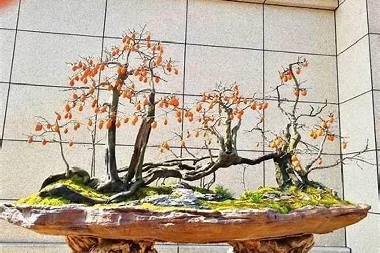 茶花下山桩多久可以施肥