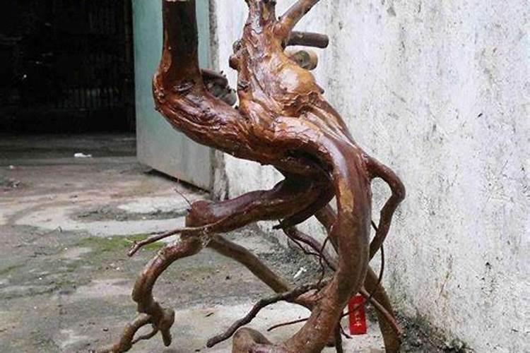 茶花下山桩多久可以施肥