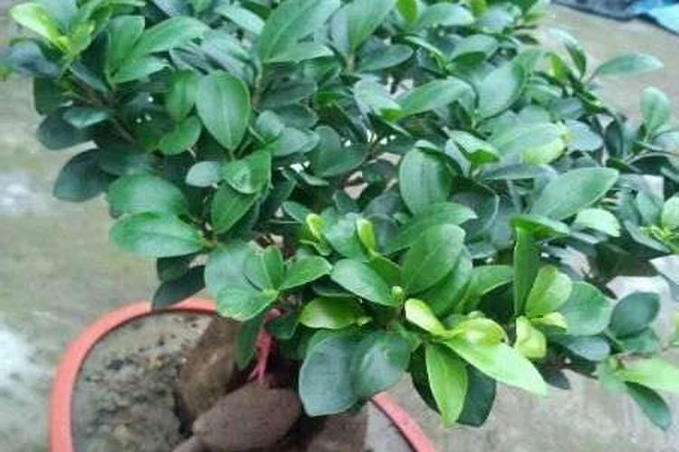 榆树下山桩出芽后能否喷些叶面肥