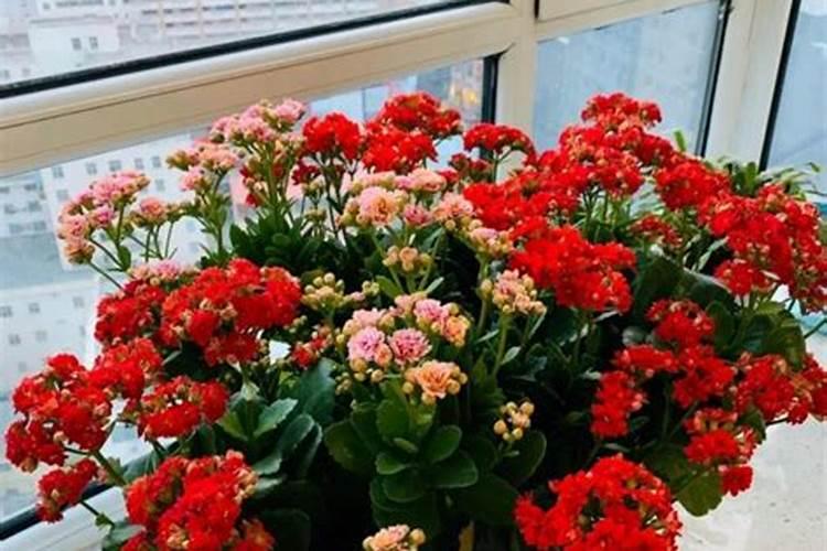 长寿花怎样避光催花