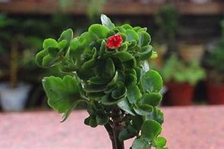 长寿花怎样遮光催花