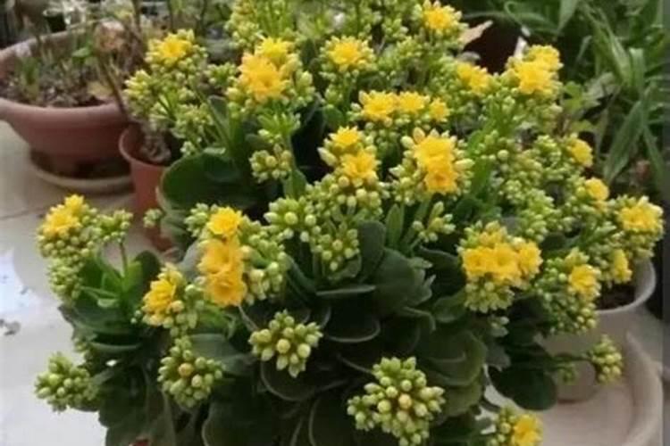 长寿花促花方法与催花技巧