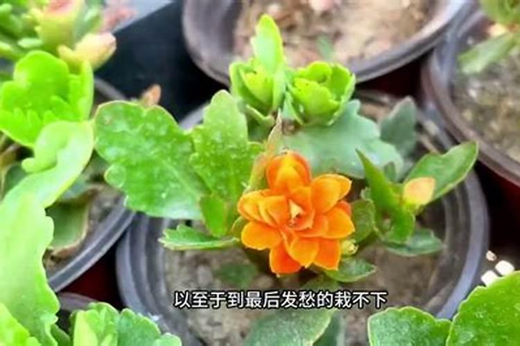 长寿花修剪后如何进行催花