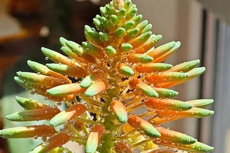 请问怎么种植蝴蝶兰？