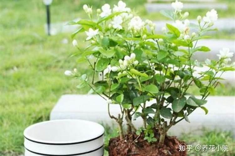 茉莉花叶子黄了慢慢变干怎么办