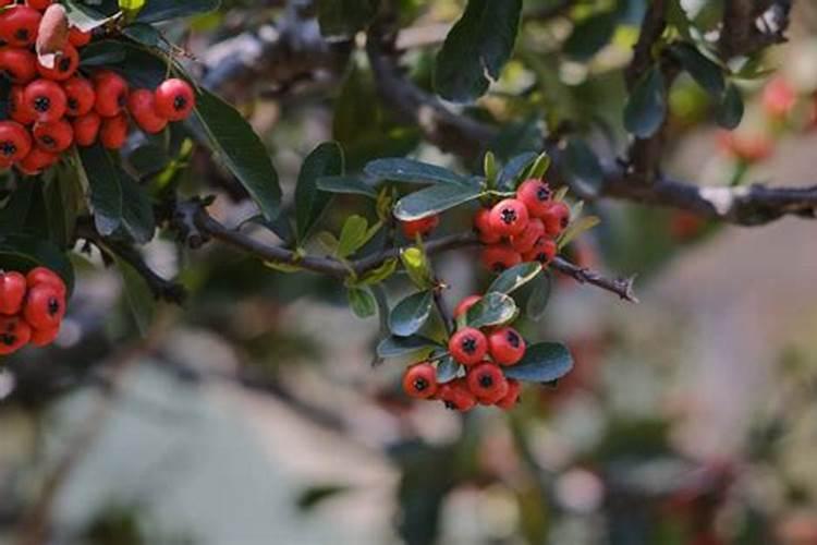 葡萄转色期用什么肥料好