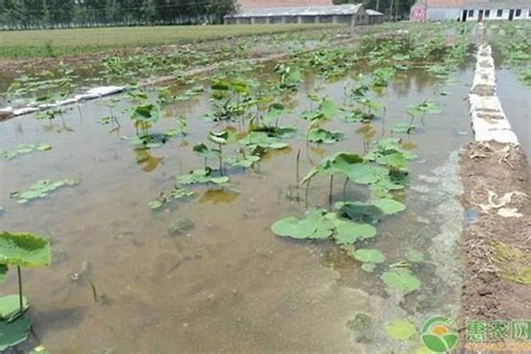 养连禺用什么肥？