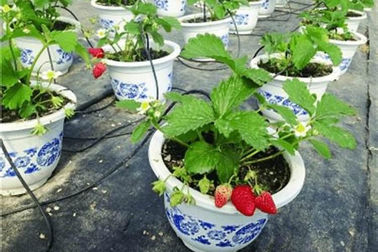草莓开花结果期怎么施肥 肥料要怎么选择