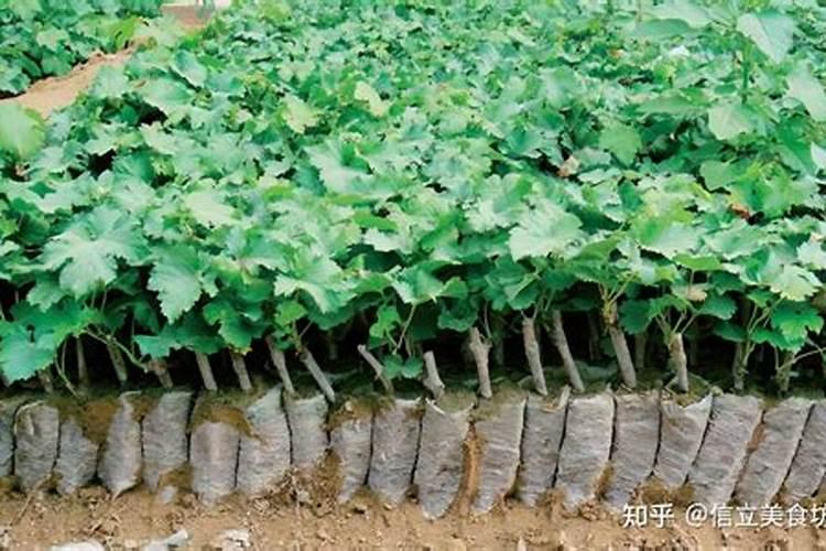 阳光玫瑰葡萄可以扦插繁殖吗？