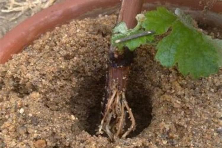 葡萄的修剪及其栽培管理