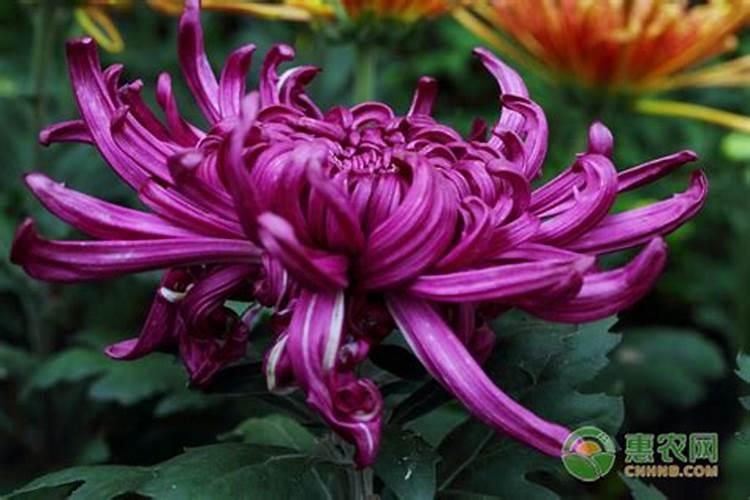 中科丰耘的黄腐酸钾怎么样？对作物有什么好处？