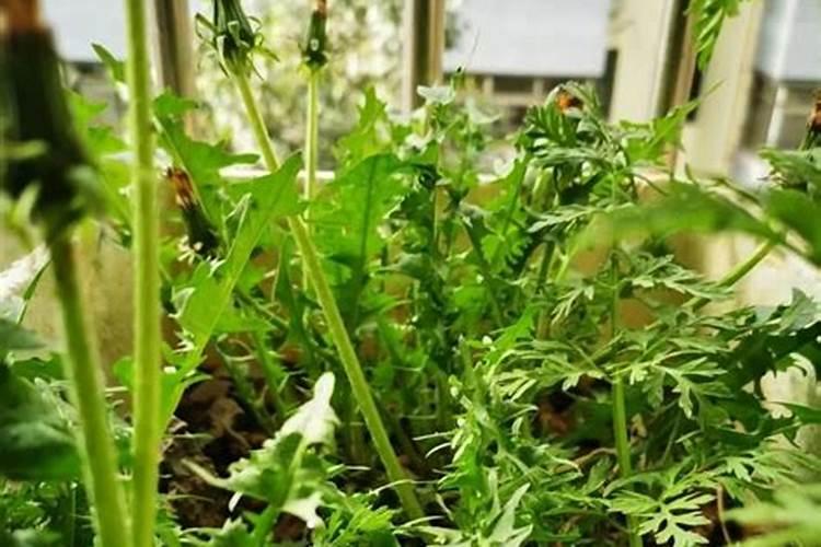 观察一种植物日记