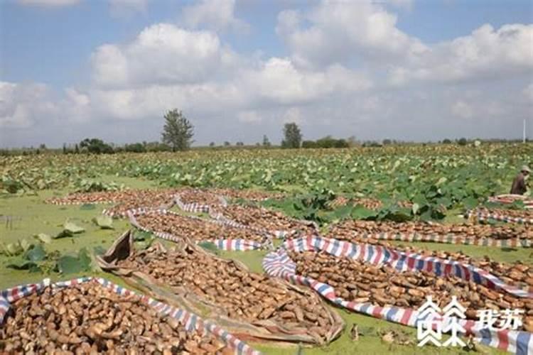 水溶性肥料作为一种新型肥料,水溶肥施肥原则和方法有哪些？