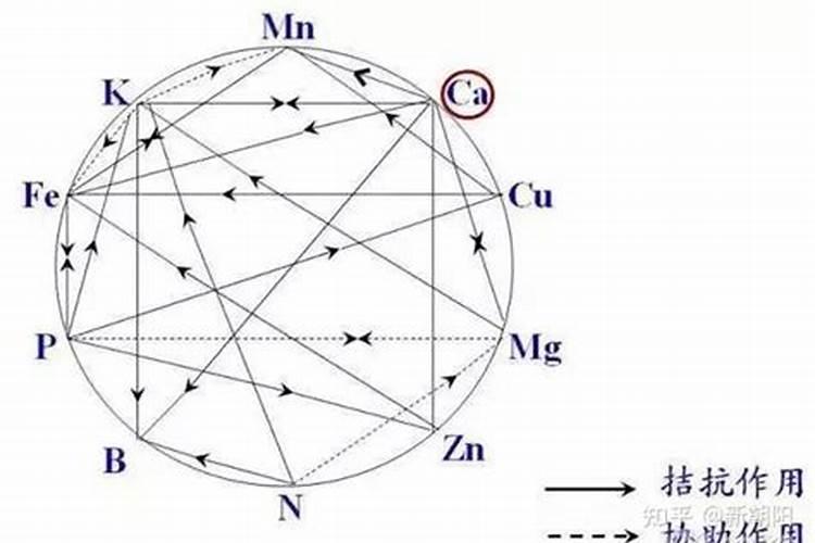 山东莱西秋月梨价格