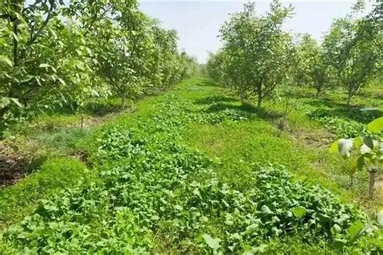 多肉植物用什么肥料好