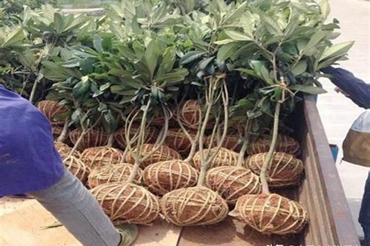 栀子花应该使用什么肥料？