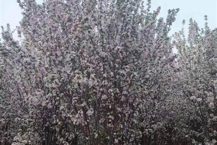 西府海棠施什么肥好