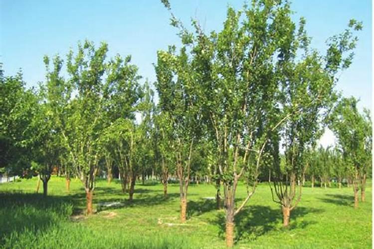 西府海棠的施肥方法什么肥料好？