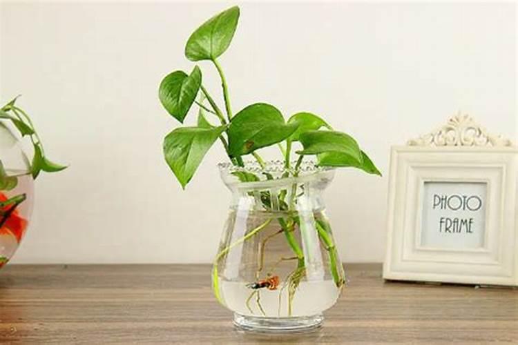 绿萝怎么养才能更旺盛,用什么肥料长得快？