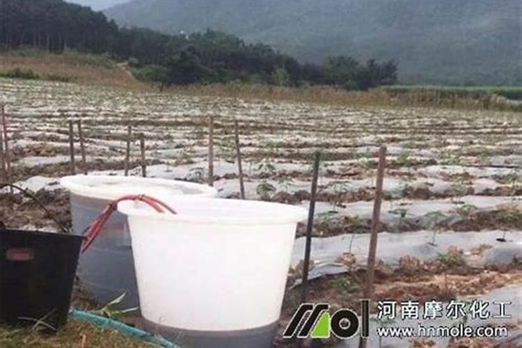 冬天玉树怎么施肥最好十五？