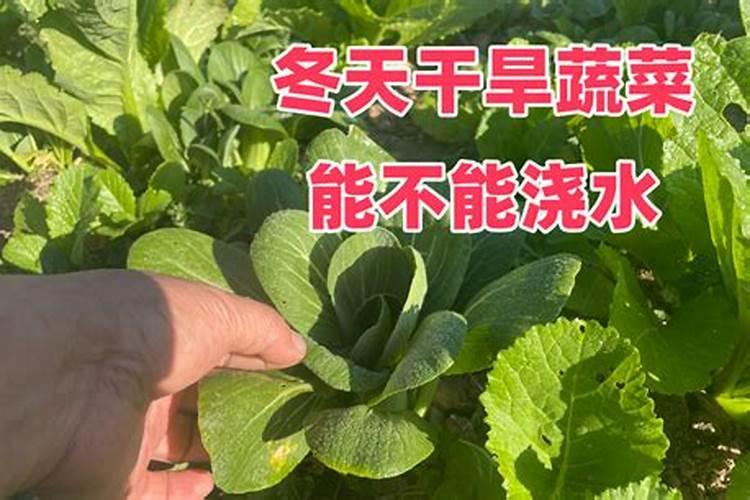 地栽桔子树冬天怕冻吗,怎样防冻过冬