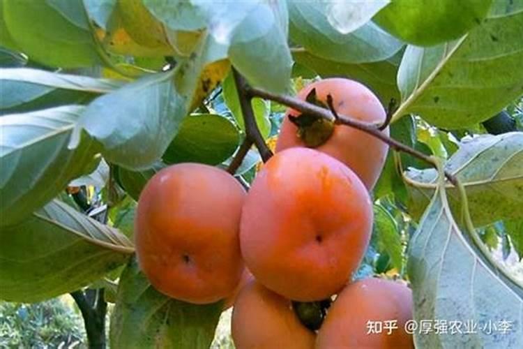 柿子树怎么施肥