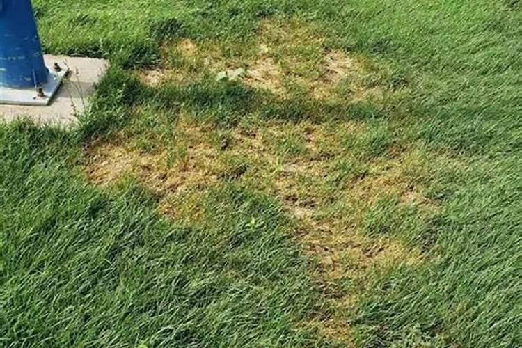 颗粒钾肥是什么意思？