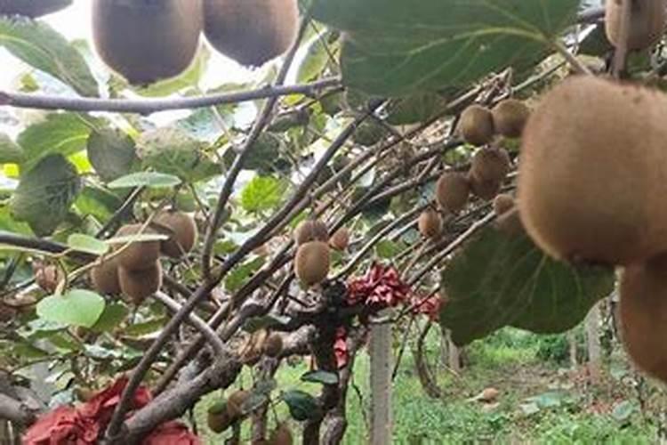 猕猴桃萌芽期能施水溶肥吗？