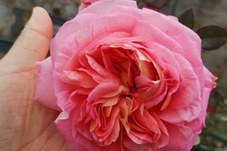 月季花发芽以后比较蔫巴,不能长成枝叶,怎么回事？