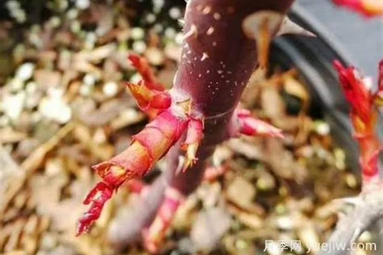 怎样种植月季花？